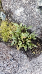 Asplenium appendiculatum, photograph author not stated, no rights reserved