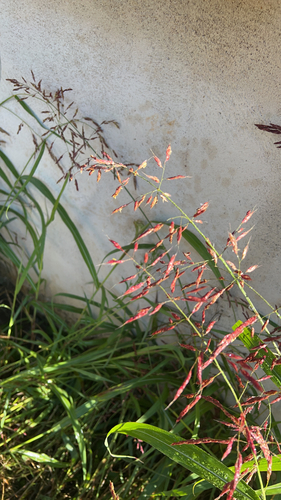 Johnson grass
