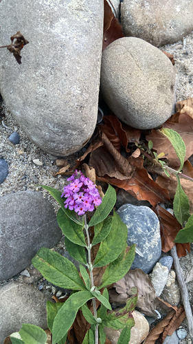 Butterfly bush