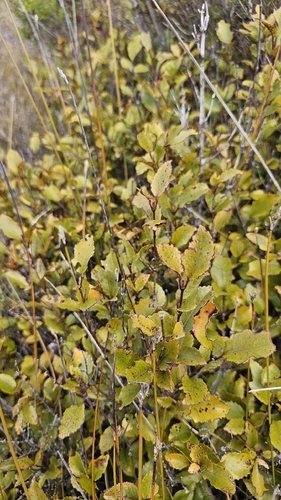 Pterophylla racemosa