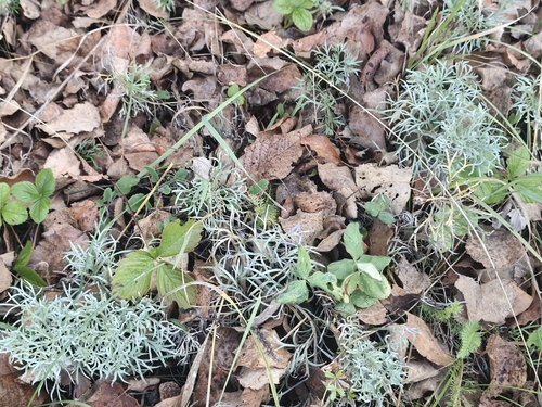 Artemisia sericea, photograph 2