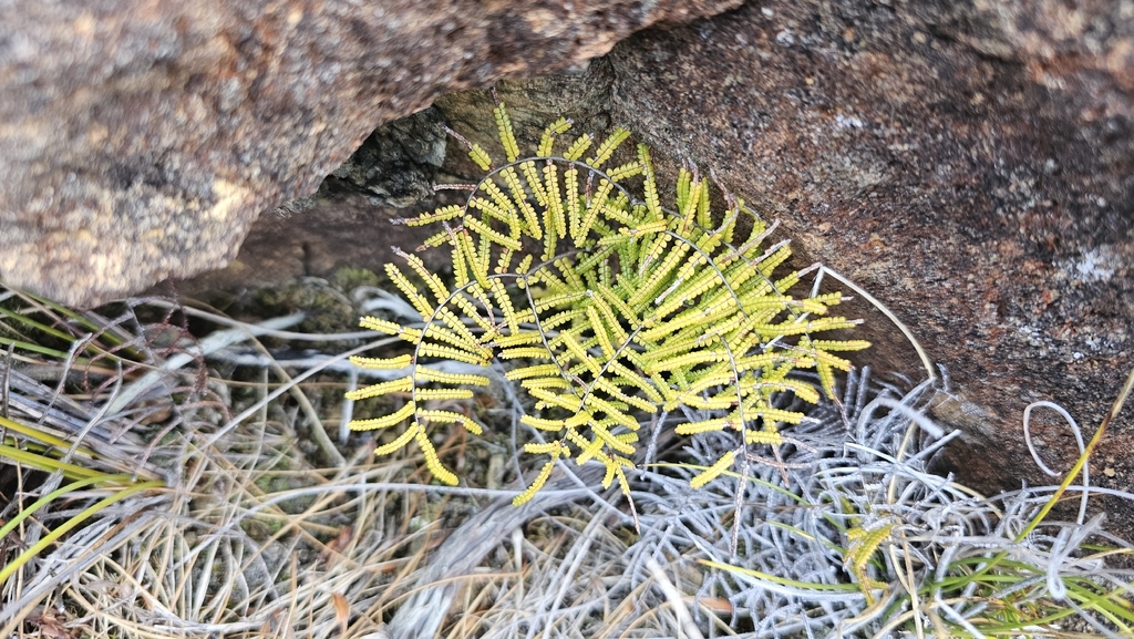 Gleichenia microphylla; photograph author not stated, no rights reserved