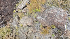 Gleichenia microphylla, photograph author not stated, no rights reserved