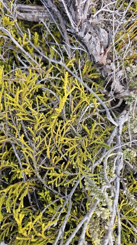 Lepidothamnus laxifolius, 2026-09-20