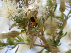 Melanopleurus bicolor