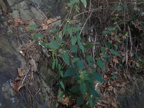 Triumfetta tomentosa observed 2026-09-19