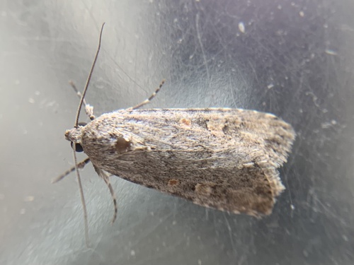Spodoptera exigua