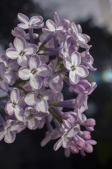 Syringa vulgaris