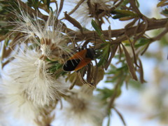 Melanopleurus bicolor