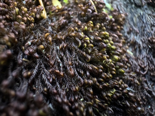 Andreaea nivalis observed 2026-09-18