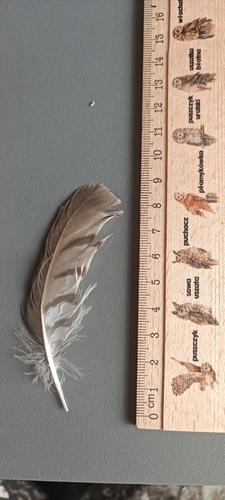 Eurasian Sparrowhawk