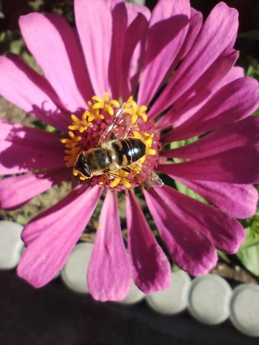 Common Drone Fly