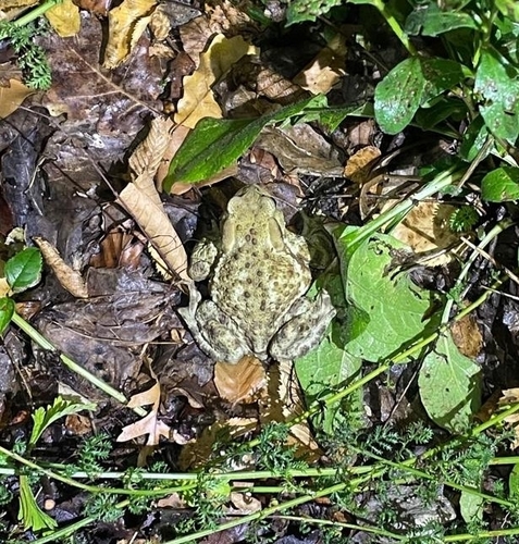 European Toad