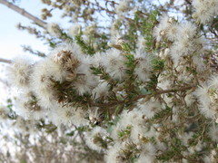 Baccharis pteronioides