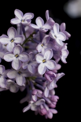Syringa vulgaris
