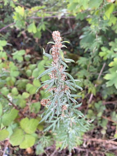 common mugwort