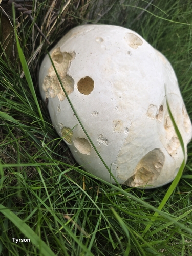 giant puffball