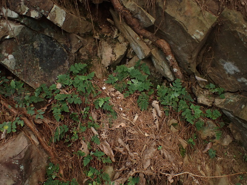 Aleuritopteris formosana observed 2026-09-19