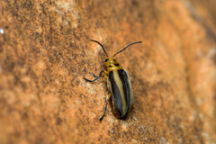 Derospidea brevicollis