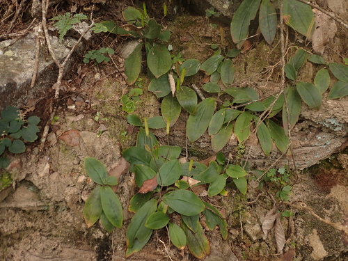 Tricyrtis lasiocarpa observed 2026-09-19