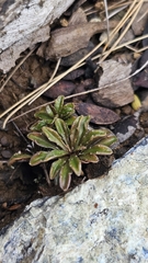 Wahlenbergia albomarginata