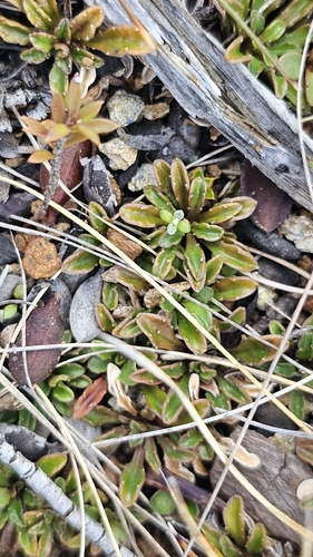 Wahlenbergia albomarginata, photograph 2