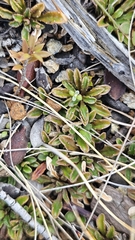Wahlenbergia albomarginata, photograph author not stated, no rights reserved