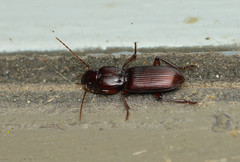 Stenomorphus