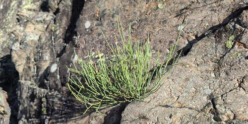 Cytisus oromediterraneus