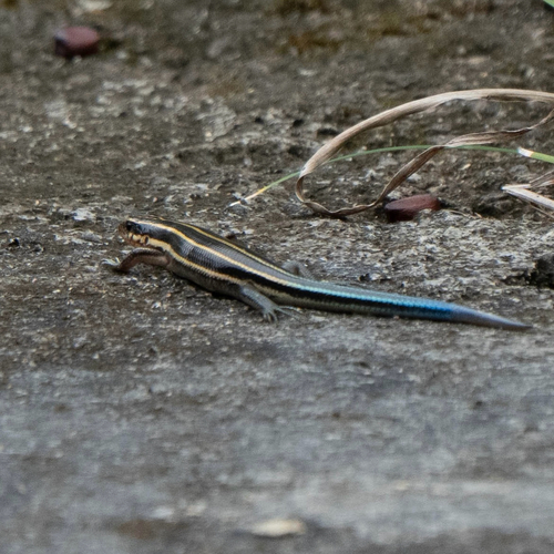 Shanghai Elegant Skink