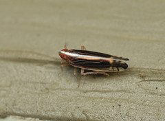 Stenocranus brunneus