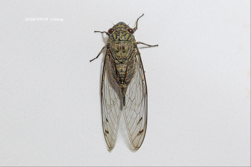 Priest Cicada
