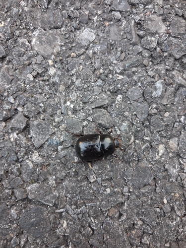 Pentodon bidens punctatus