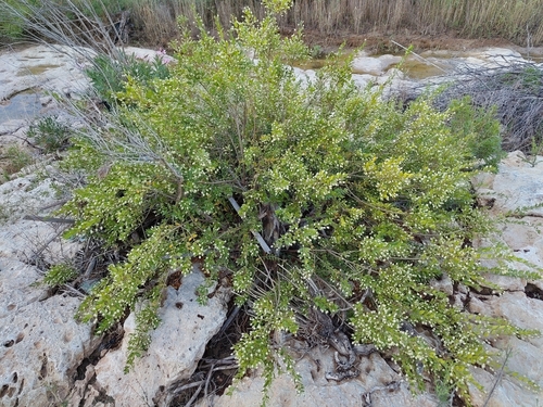 myrtle