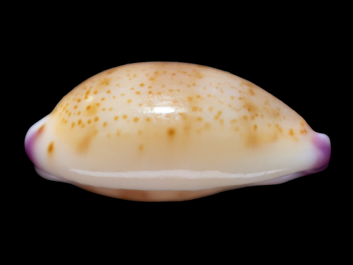 Micro-tooth Cowrie
