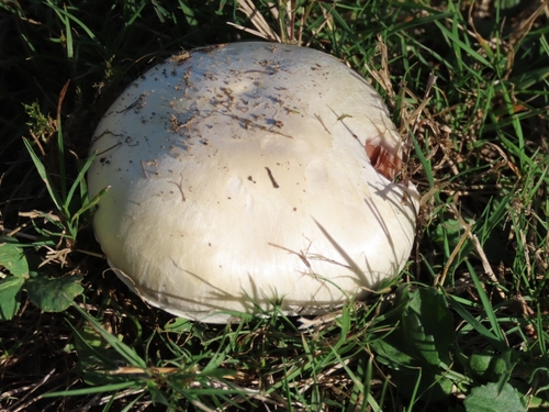 Meadow Mushroom