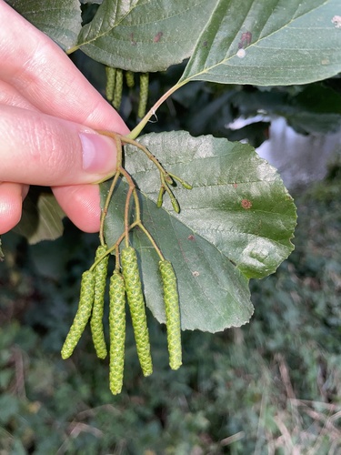 common alder