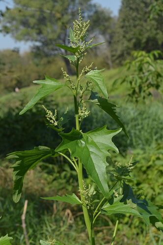 Atriplex sagittata, photograph 3
