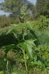 (c) Tatyana Sova, some rights reserved (CC BY) Atriplex sagittata, photograph (c) Tatyana Sova, some rights reserved (CC BY)