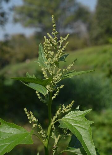 Atriplex sagittata, photograph 4
