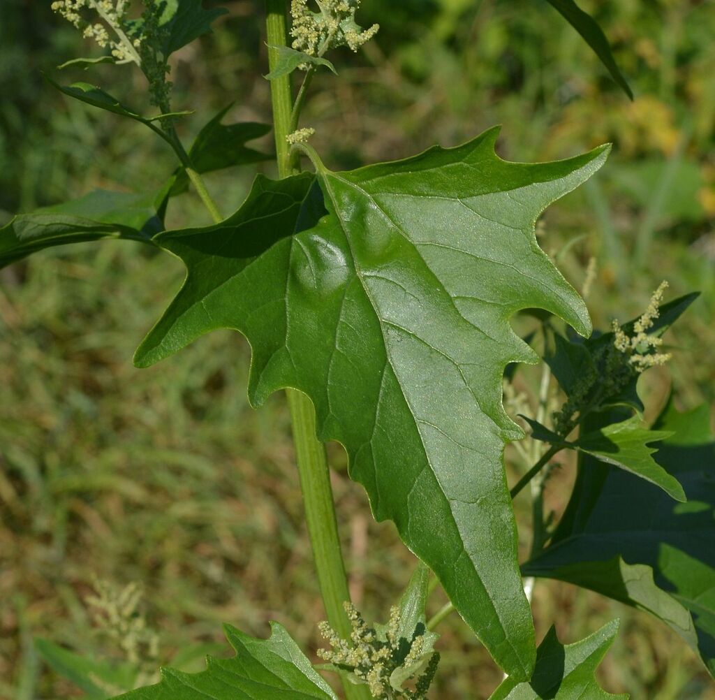Atriplex sagittata; photograph (c) Tatyana Sova, some rights reserved (CC BY)