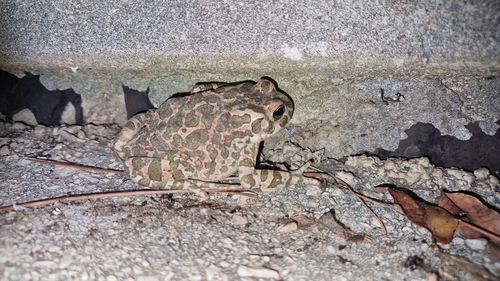 Green Toad