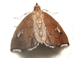 Perispasta caeculalis