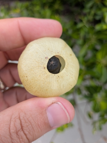 Hernandia nymphaeifolia observed 2026-09-20