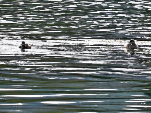 Little Grebe