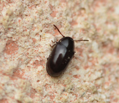 Calymmaderus nitidus