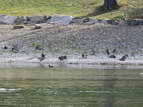 Mallard