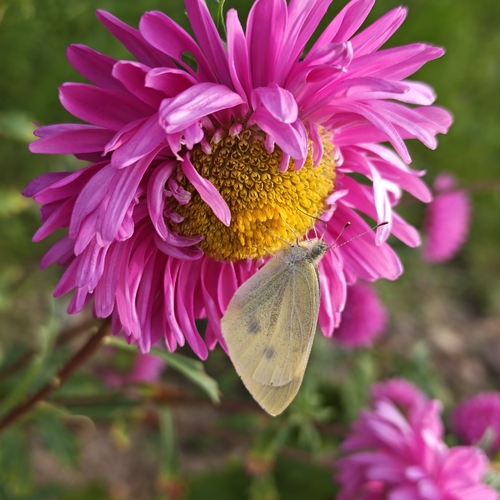 Small White