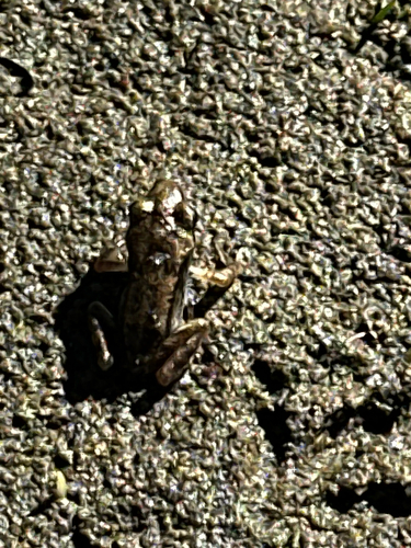 European Common Frog