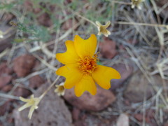 Tagetes subulata